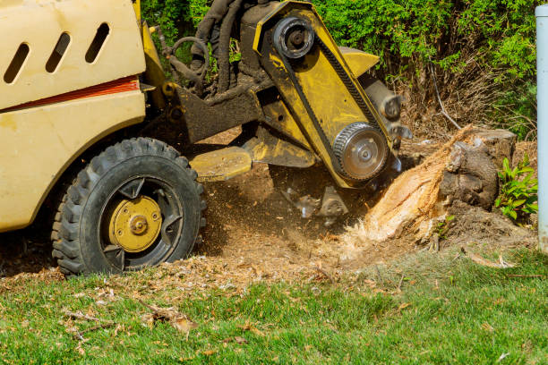 Best Leaf Removal  in USA